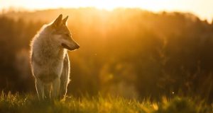 قدمت اولین سگ‌های شناخته شده که با انسان زندگی می‌کردند