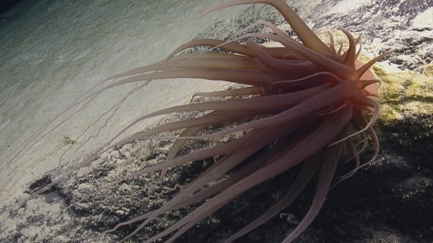 حل معمای گوی طلایی در اعماق اقیانوس آلاسکا