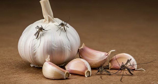 سیر علیه پشهها