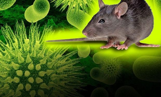 هانتاویروس (Hantavirus)