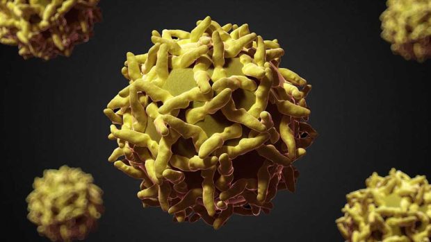 تب زرد (Yellow Fever)