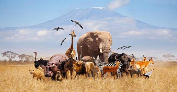 همکاری میان گونه ای حیوانات