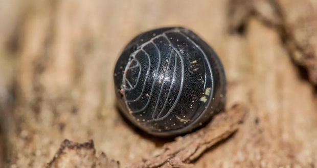 گردترین حیوان جهان