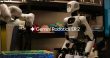 گوگل Gemini Robotics 2