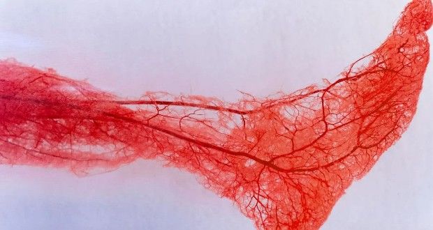 قلب دوم بدن