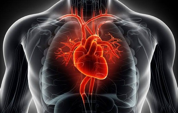 تغییر ساختار عصبی قلب با ورزش