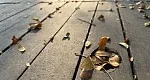 دیافراگم متغیر