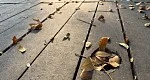 دیافراگم متغیر