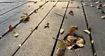 دیافراگم متغیر